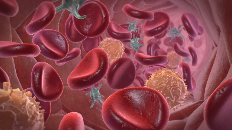 Blood cells